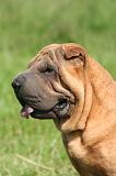 SHAR-PEI 938